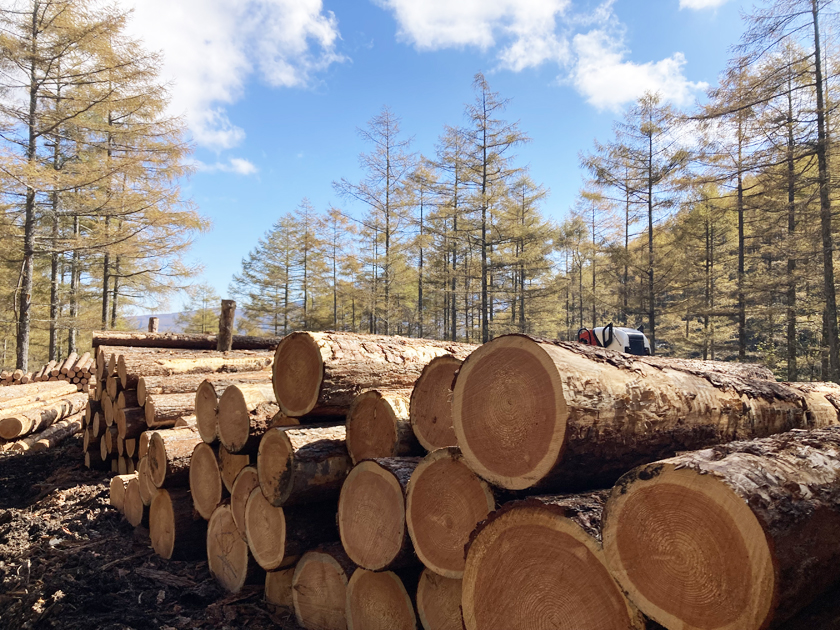 木材流通事業や植林事業を通して持続可能な森林資源の確立を支えています。