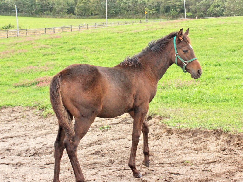 競走馬の生産と育成に関わる【牧場スタッフ】☆性別＆年齢不問1