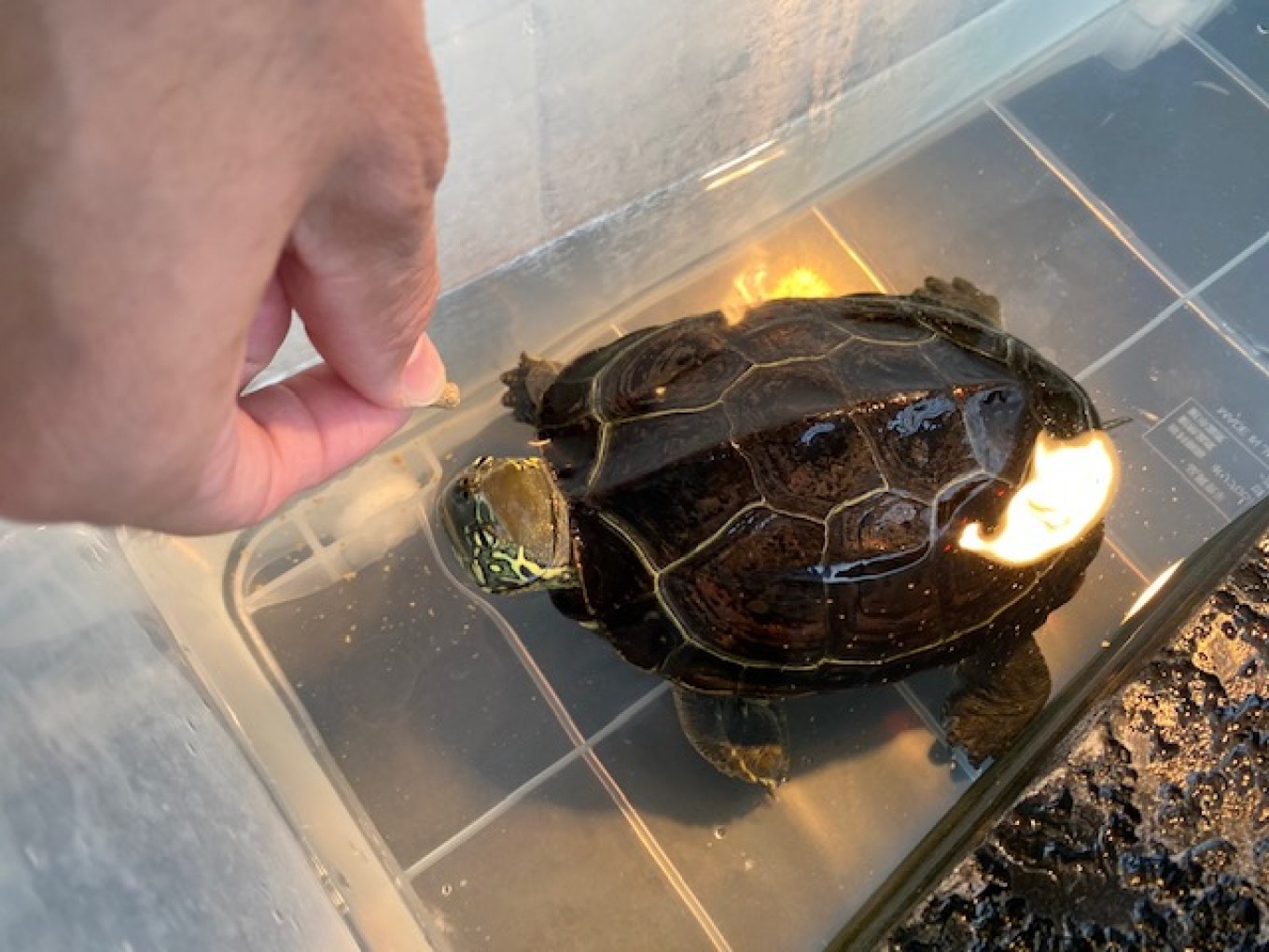 【㈱北浦工業】癒しのカメさん