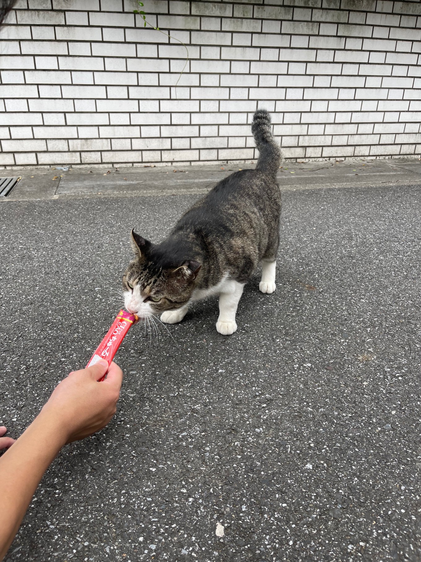 新入社員がフルテレワークしてみた