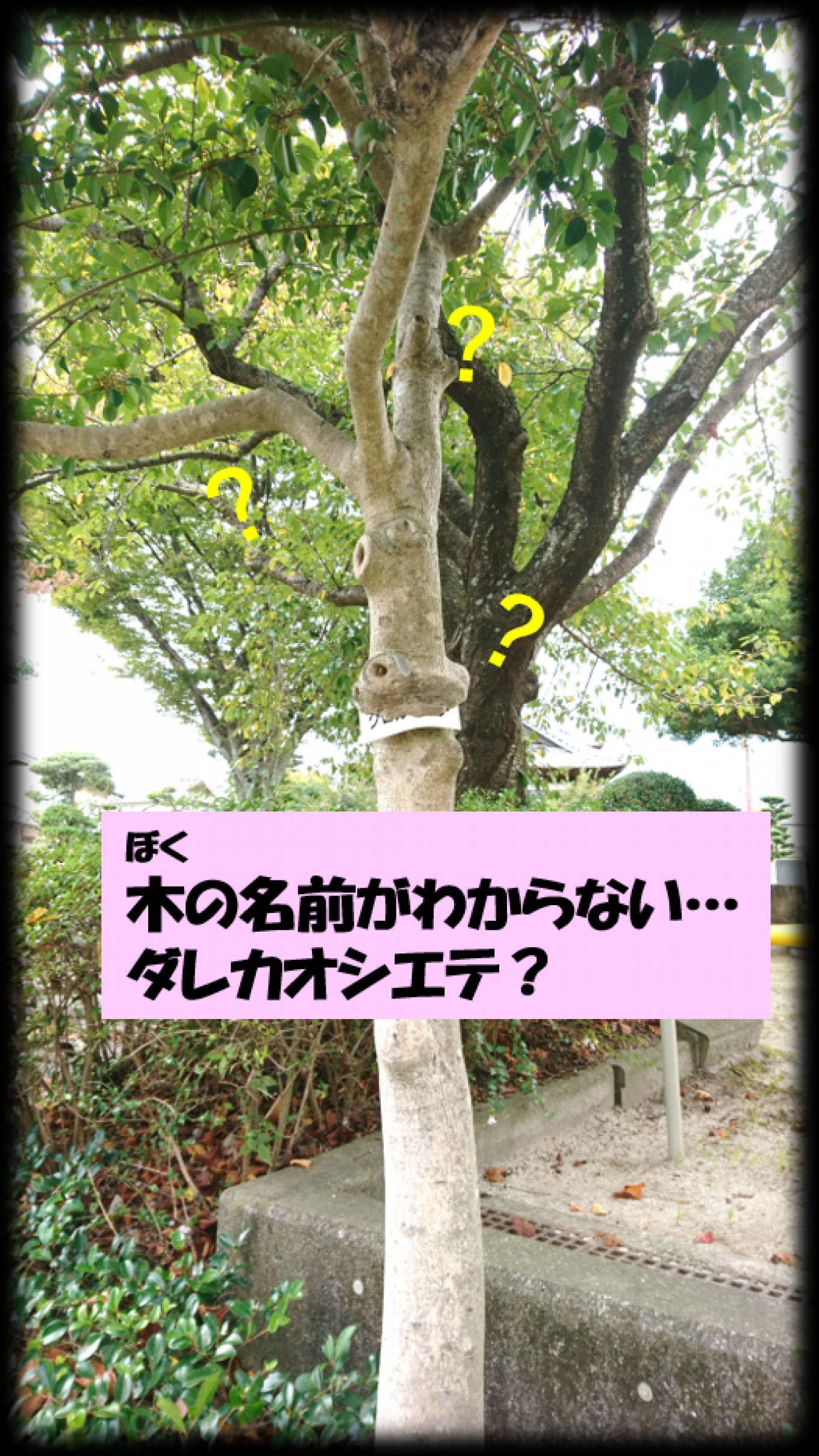 木(ぼく)が飲み込んだ🙄‼