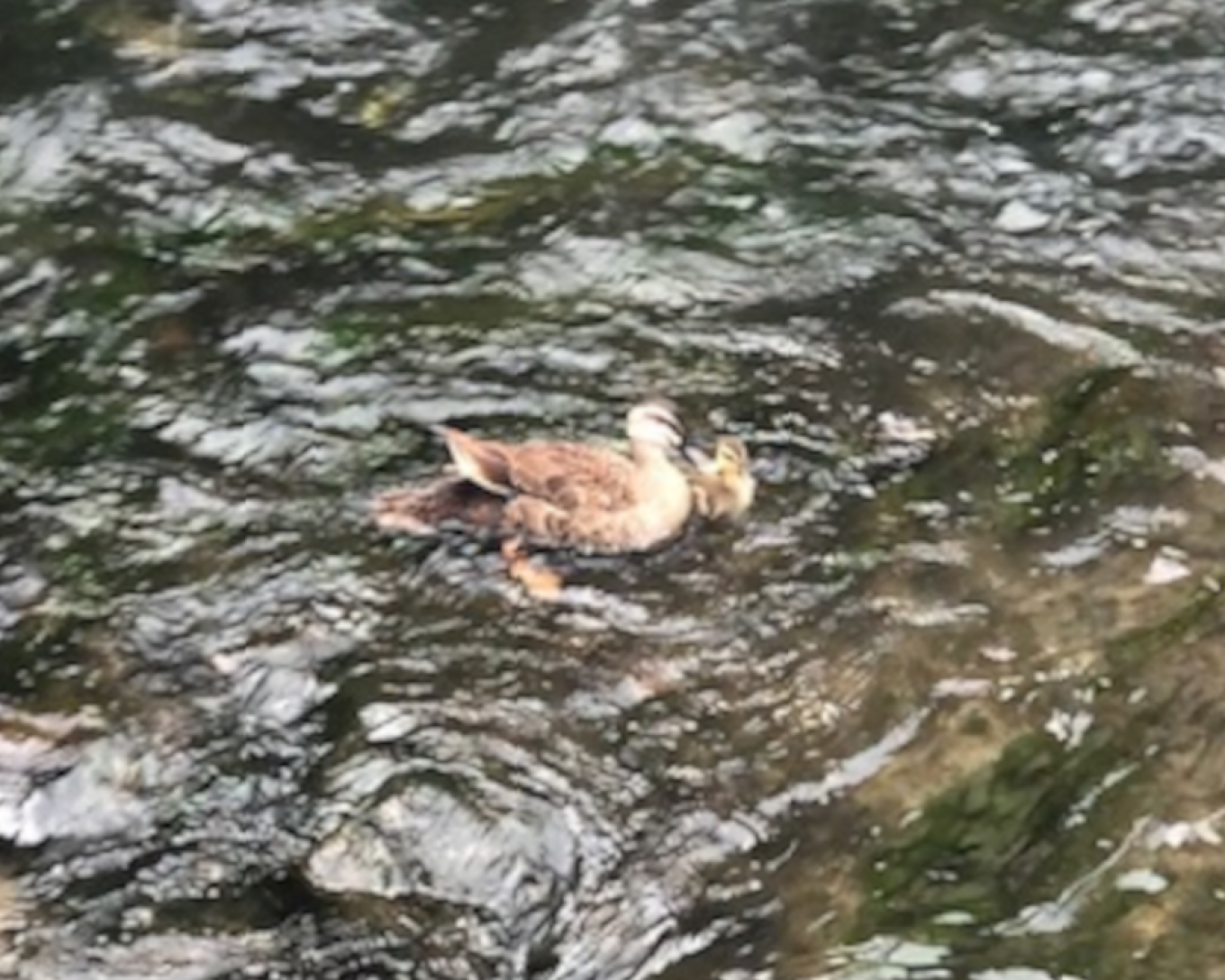 散歩の途中で出会った親子🦆🦆