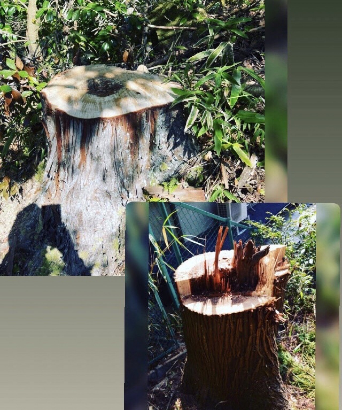 🌳やさしい切株🌳