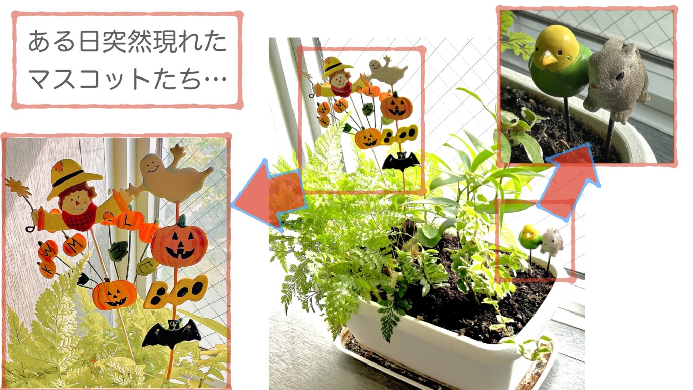 おきびとしらず