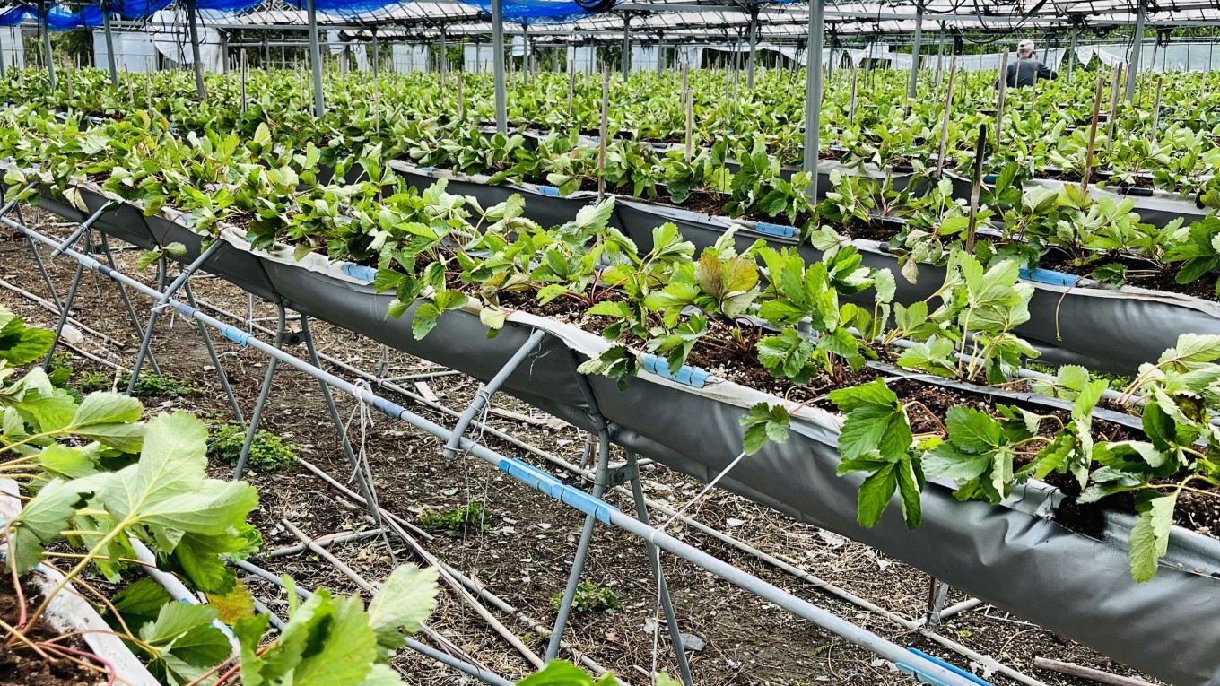 いちごの苗植え