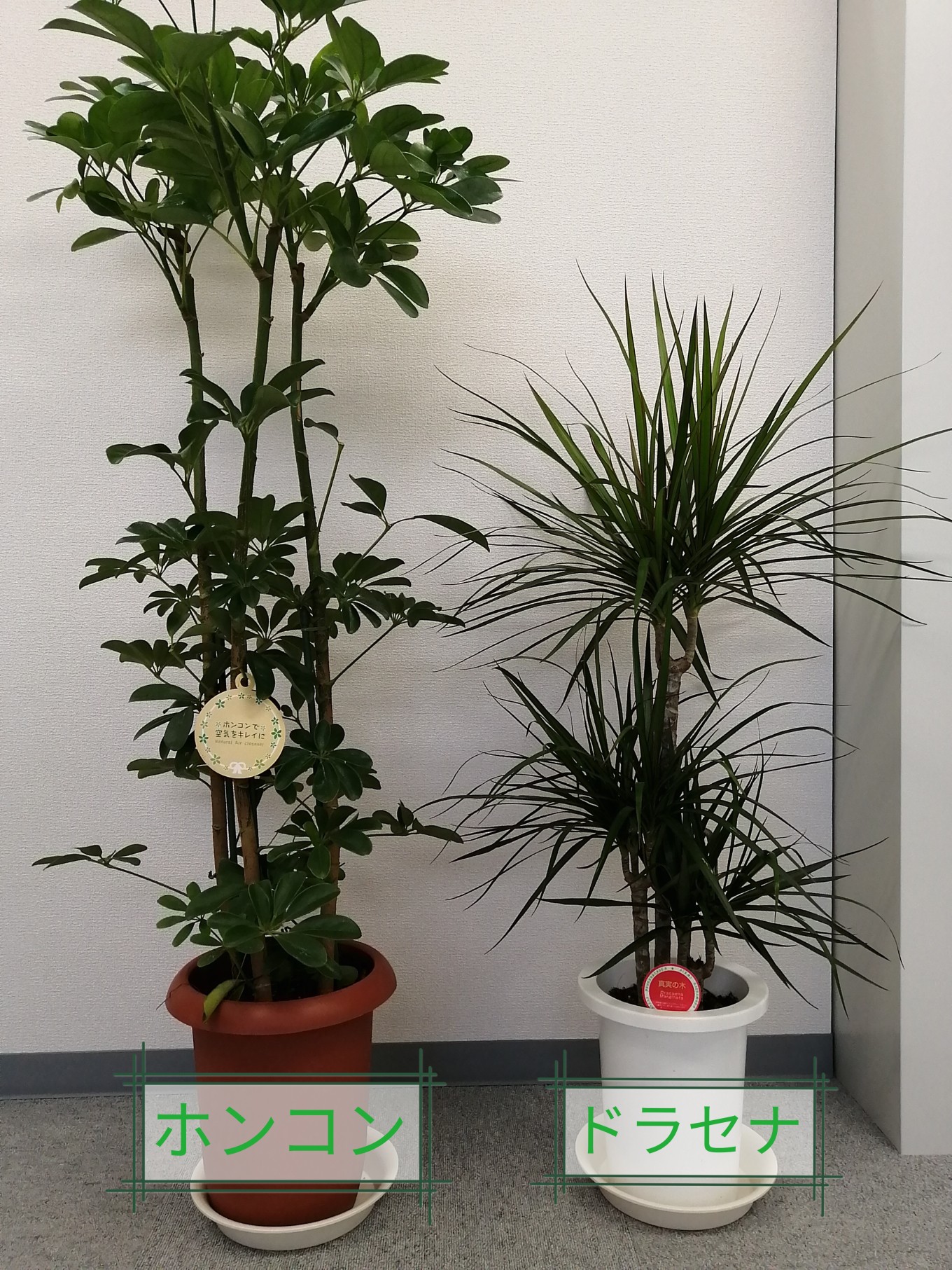 植物の力