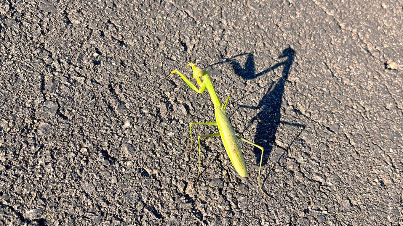 カマキリ発見!