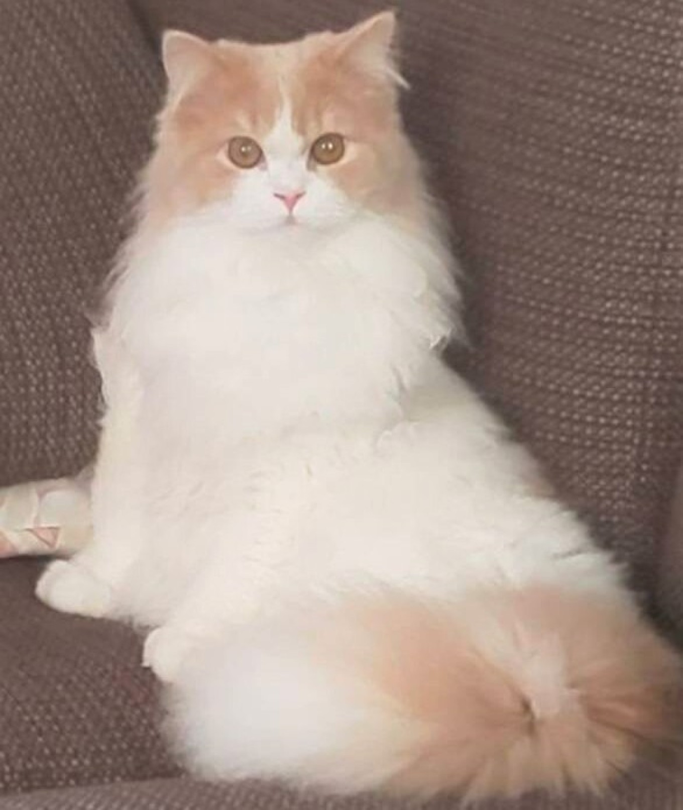 ビフォー