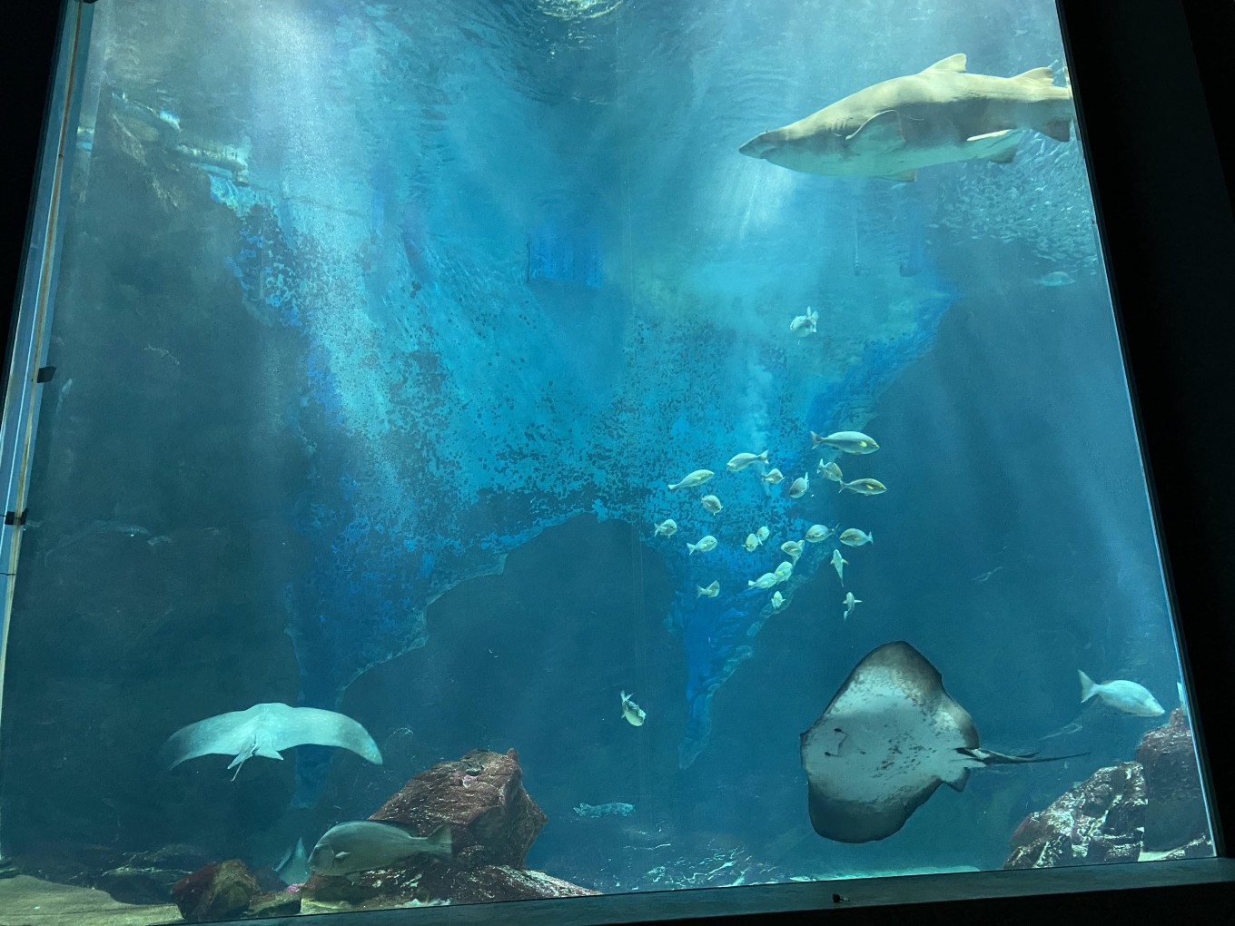 15年ぶりの水族館で