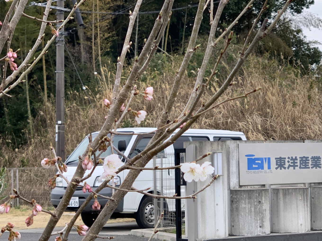 さくら さく!!
