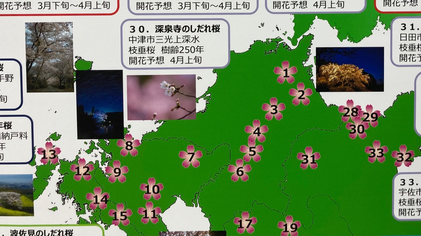 もうすぐ桜の季節