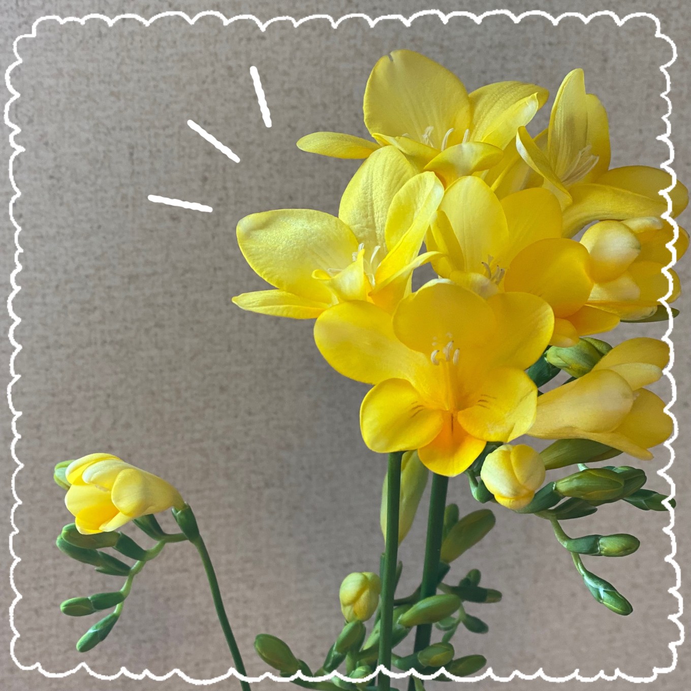 🌷きらり磐田駅前校_3月のお花・花言葉🌷