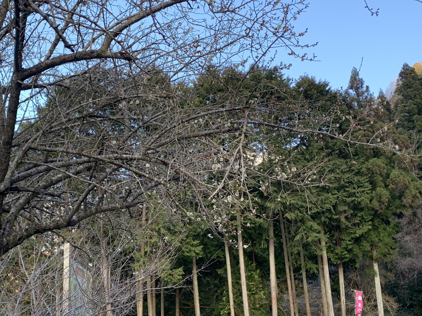 春までもう少し