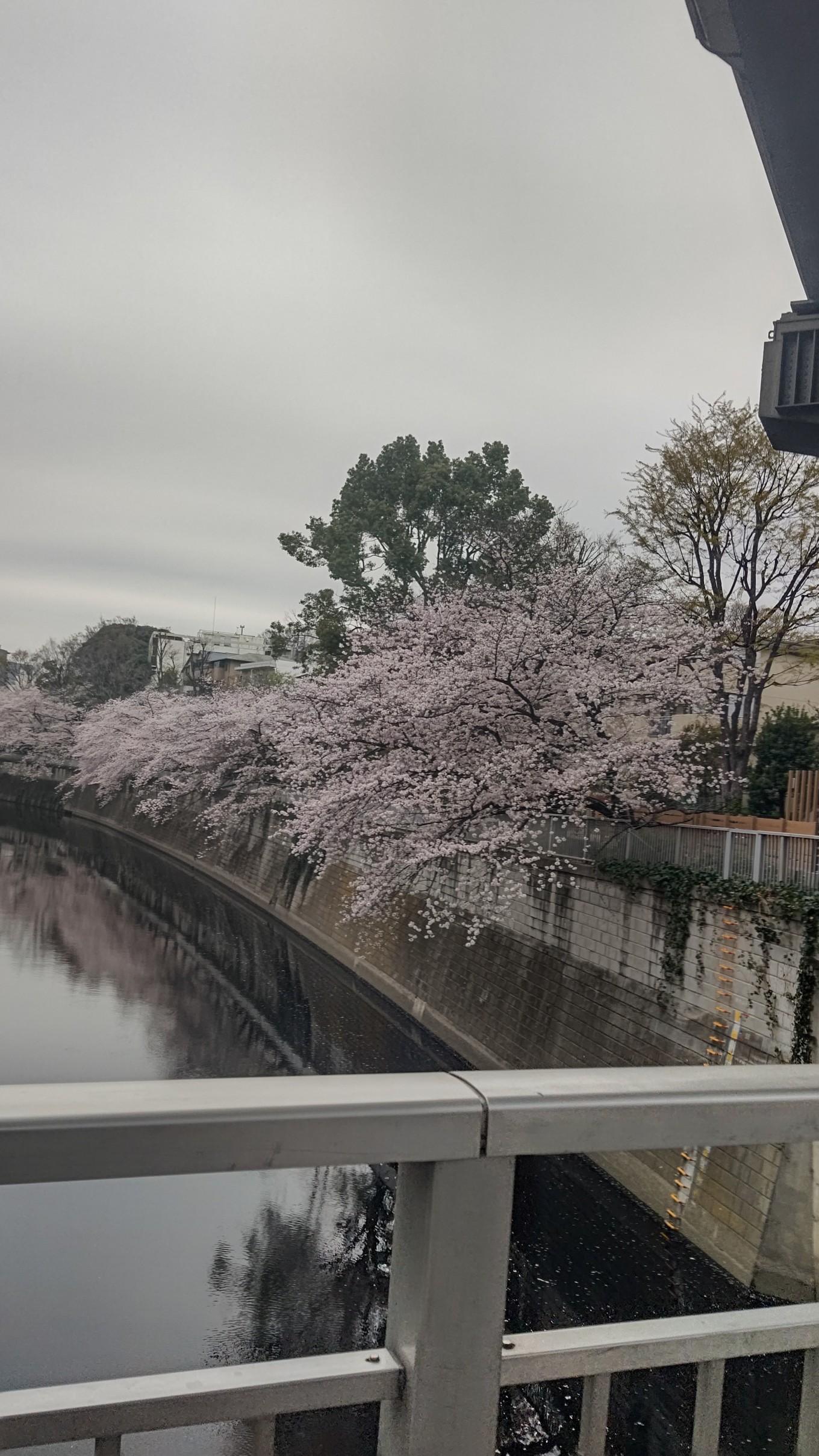 🌸