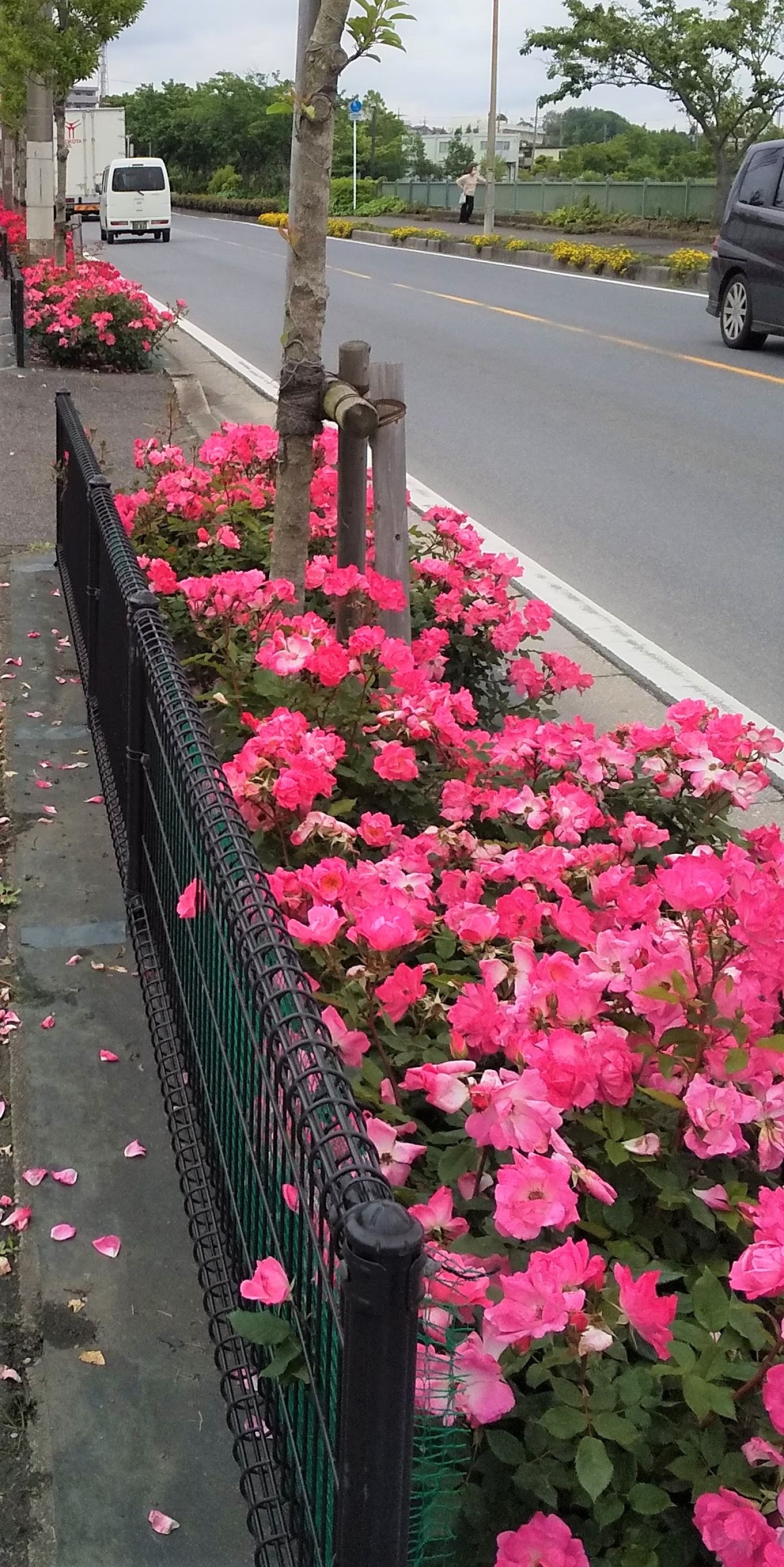 【サンシルバー市川】市川市民の花