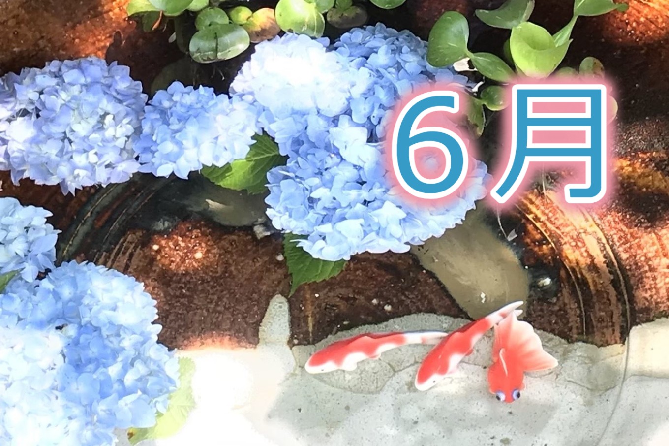 6月、それは静寂の季節・・・