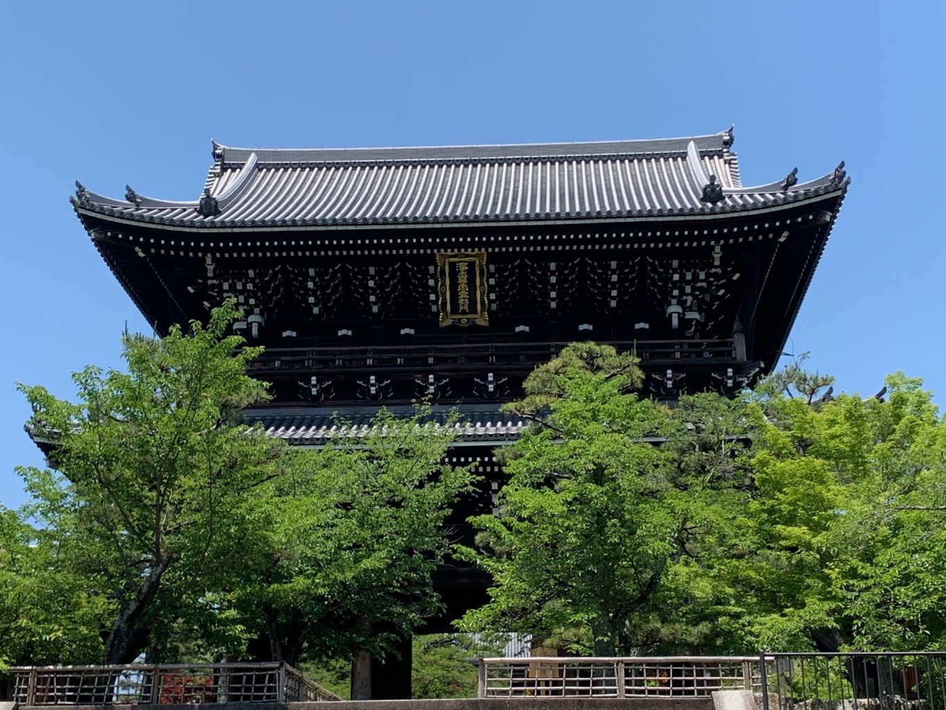 新緑の季節になりました。
