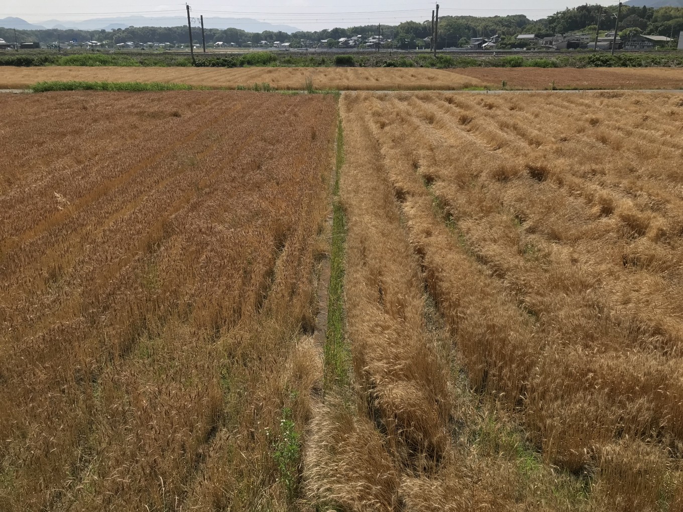 麦秋の頃🌾、福岡県産麦でラーメン🍜でも