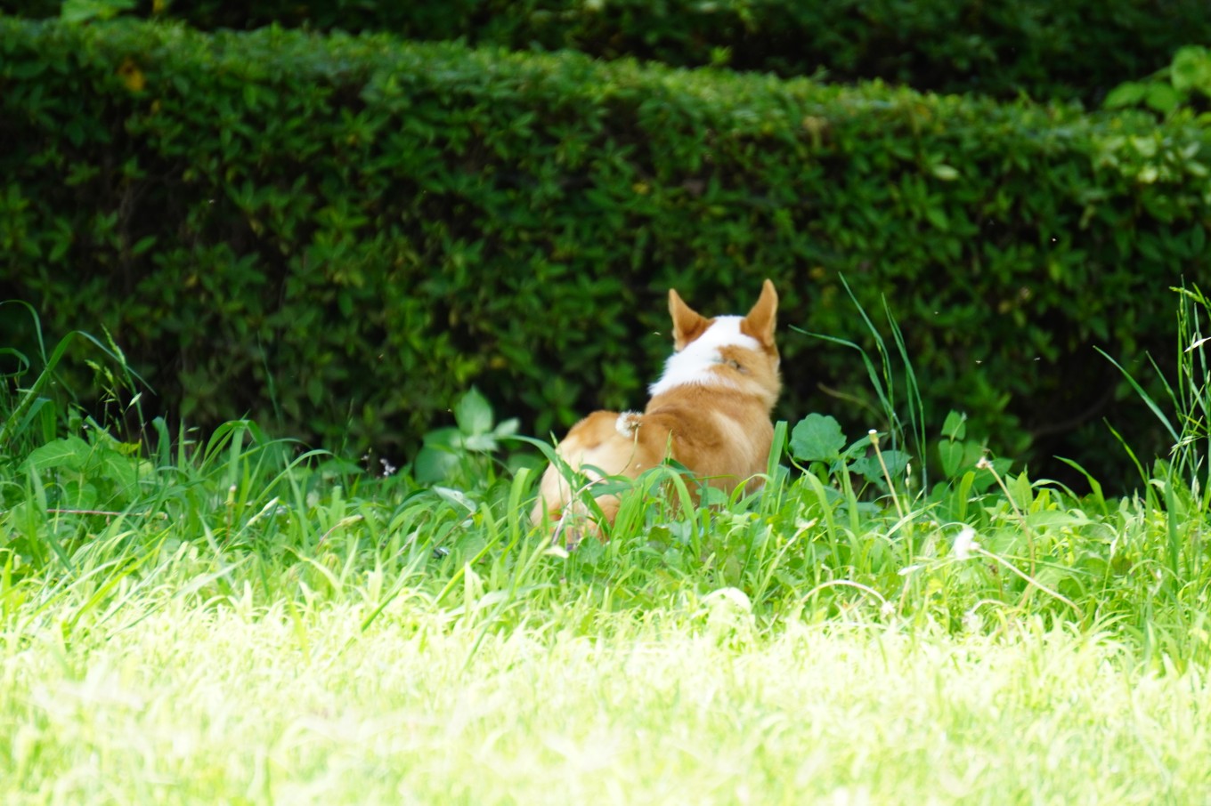 我が家の大事件🐶