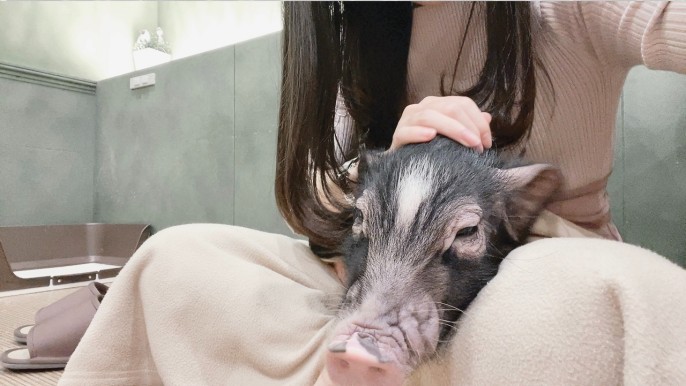 豚に癒される日が来るとは思わなかった🐷