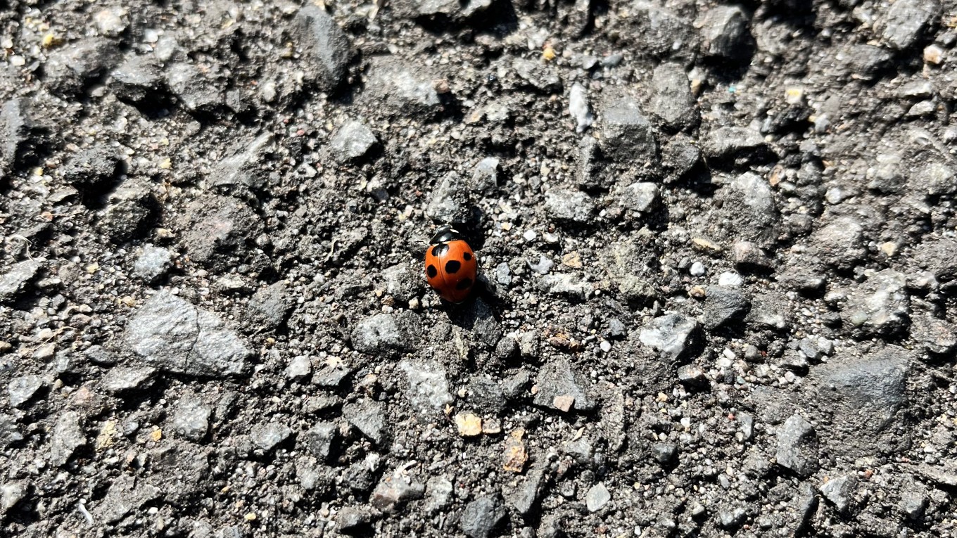 春の兆し、、、?🐞