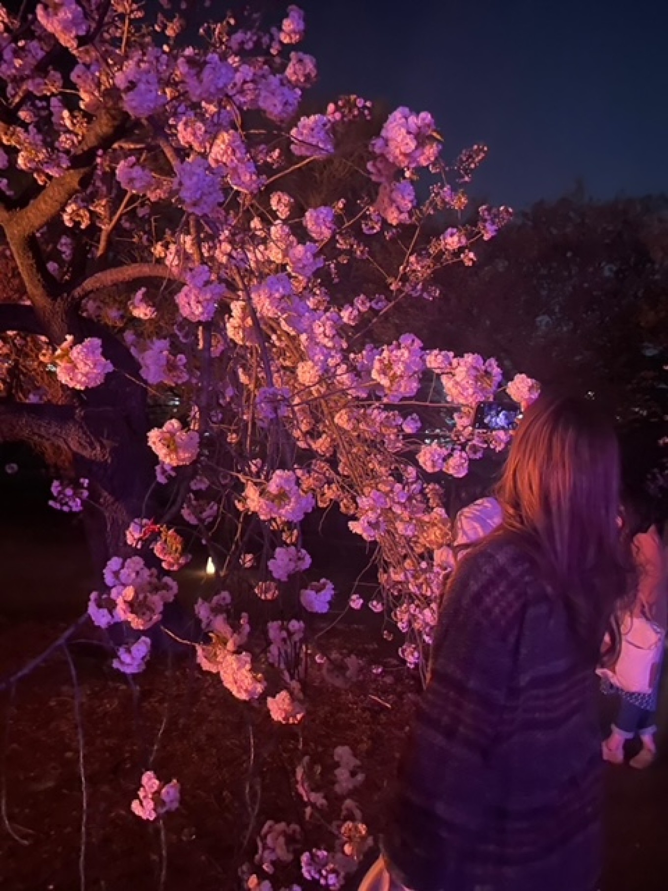 夜桜・・・