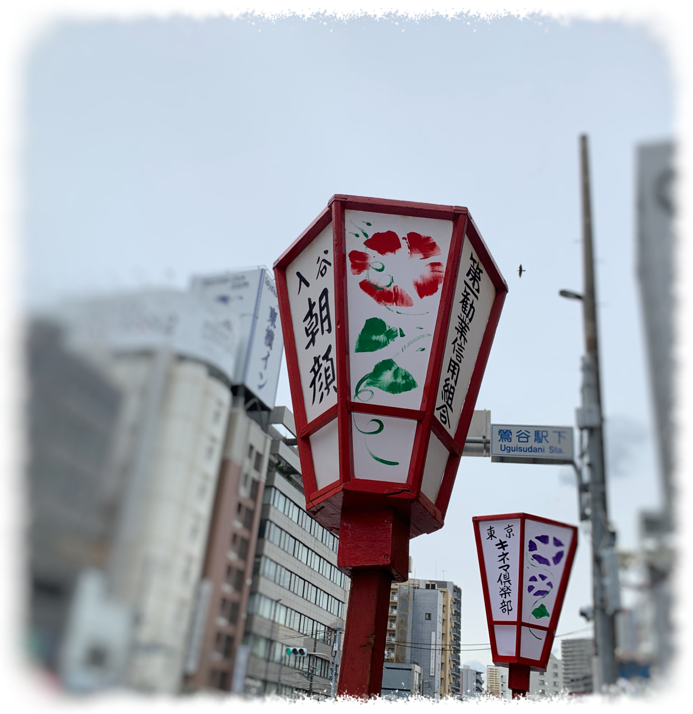 入谷朝顔まつり🎐