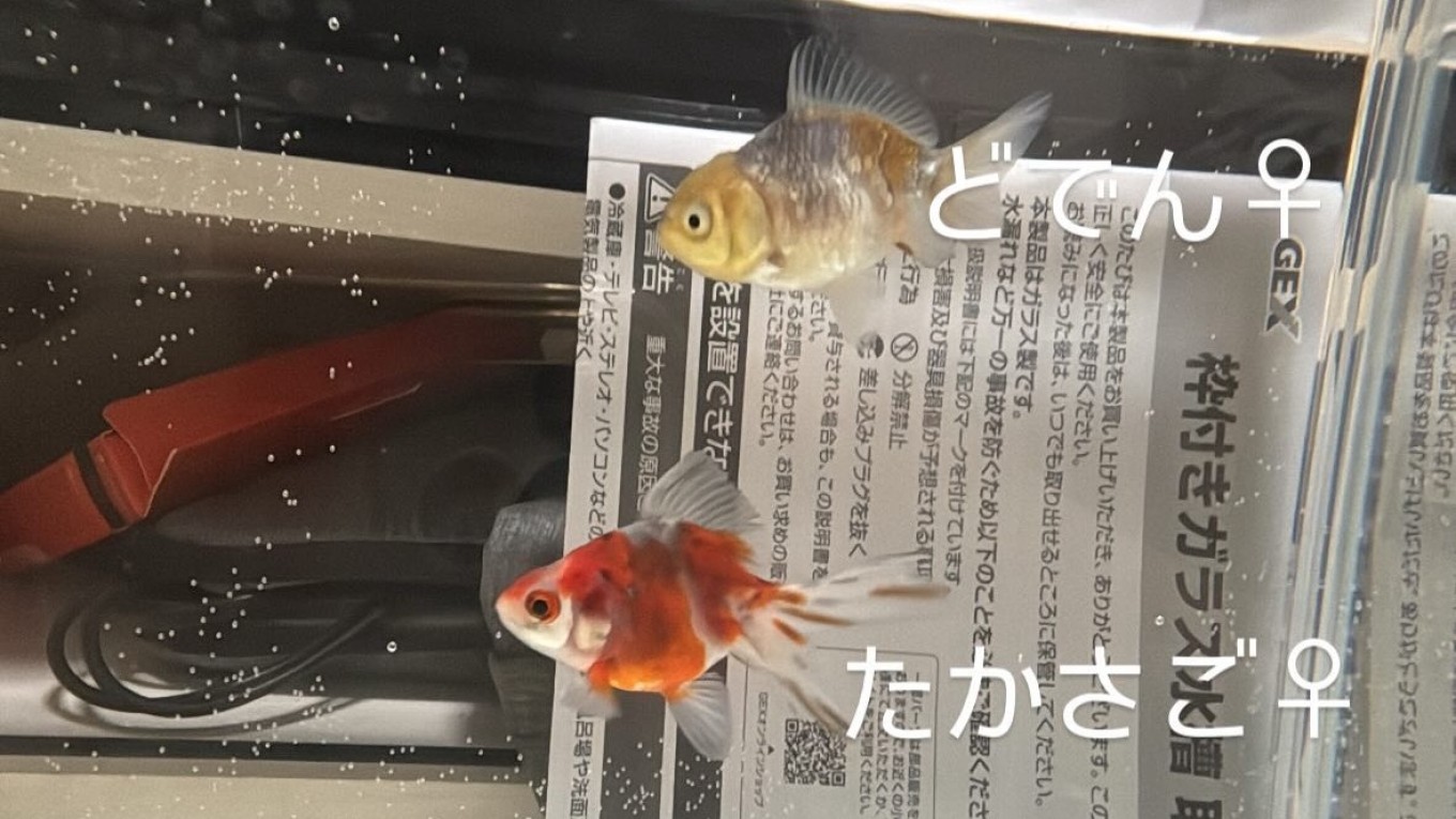 金魚を飼いました