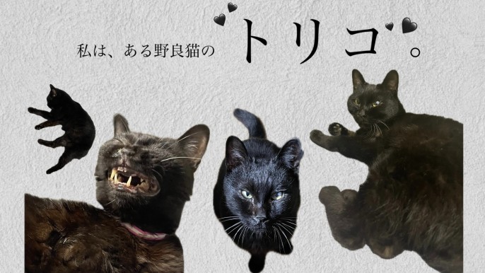 ２年前、私が野良猫のトリコになったおはなし🐈‍⬛💕