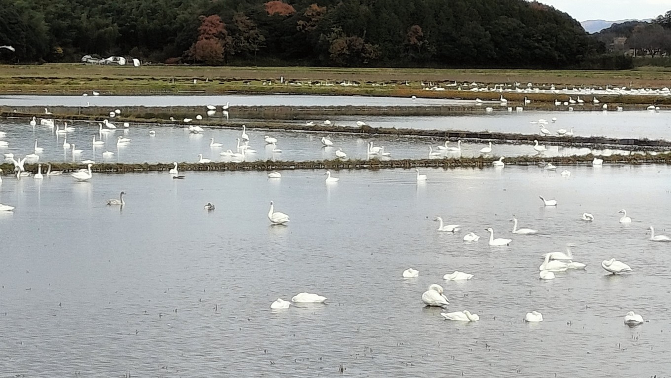 穴場かもしれません🦢