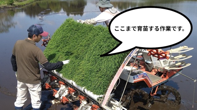 『田植え』マイナス１．０！!