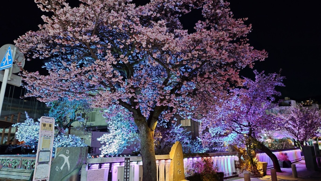 あたみ桜が満開です!熱海市は、ひと足早い「春」が来たようです!