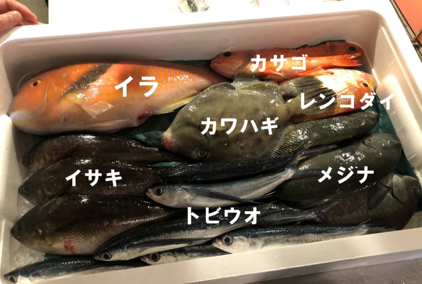 今日の魚②.jpg